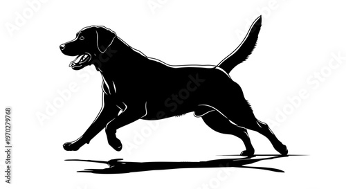 Silhouette of a running black Labrador Retriever on a white background.