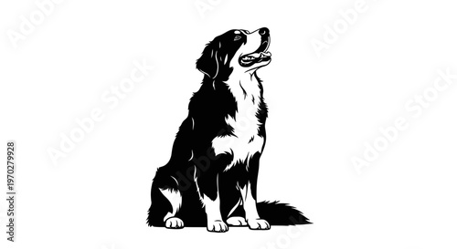 Majestic Bernese Mountain Dog sitting patiently.