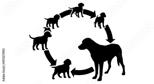 Life cycle of a dog from puppy to adult in a circular diagram.