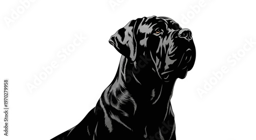 Majestic Black Cane Corso Dog Portrait.