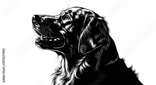 Majestic Black and White Portrait of a Golden Retriever Dog.