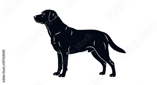 Majestic Black Labrador Retriever Silhouette Standing Proudly.