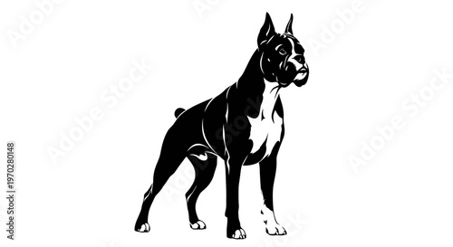 Majestic Boxer Dog Standing Tall and Alert.