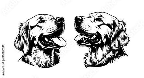 Two Golden Retriever Dog Heads Looking at Each Other Vector Illustration.