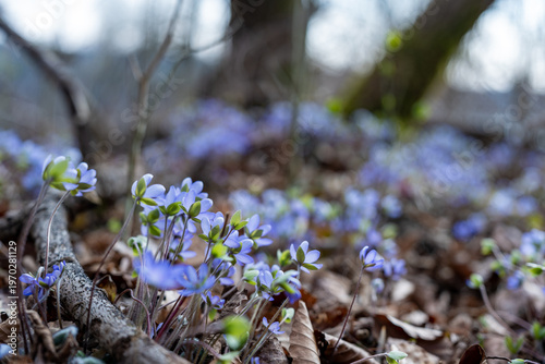 Blue flowers bloom among fallen leaves. Twilight forest floor feels quiet and serene. Spring arrives through delicate blossoms. Perfect for nature, seasonal beauty