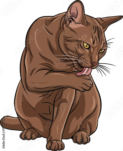 Asian Self Cat sitting licking paw grooming vector illustration