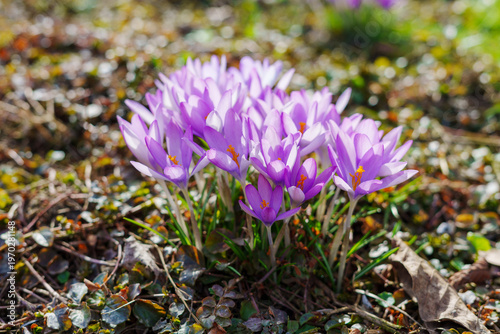 Purple pink bunch of crocus flowers with open buds in early spring light 1