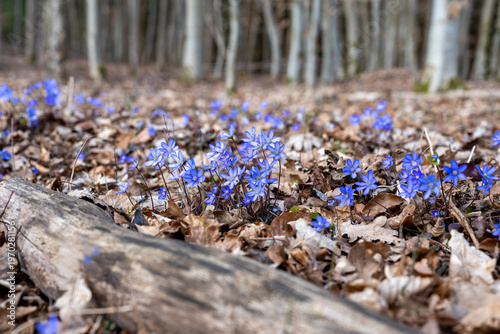 Blue flowers bloom among fallen leaves. Twilight forest floor feels quiet and serene. Bark of fallen log adds rustic charm. Spring arrives through delicate blossoms. Perfect for nature, seasonal
