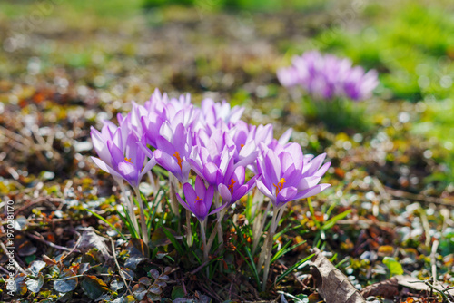 Purple pink bunch of crocus flowers with open buds in early spring light 1
