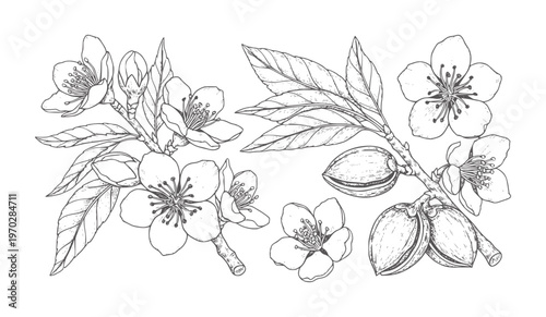 Black and white botanical of flowering and fruiting almond branches almonds flowers