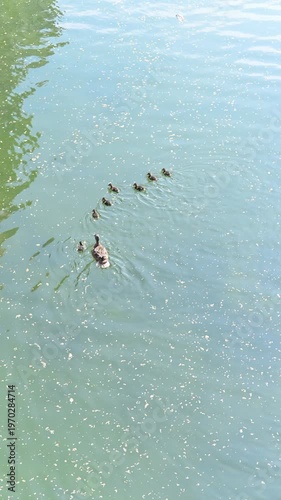 ducks in the water