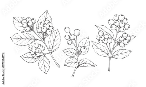 Black and white line of berry clusters with leaves berries stems botanical