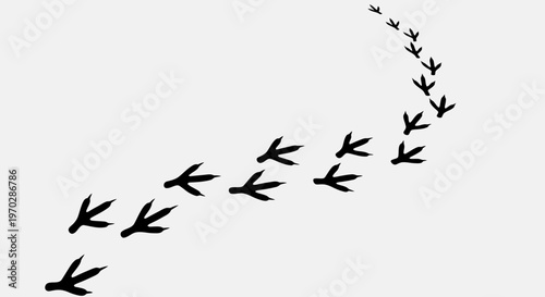 Bird Footprints Trail on White Background.