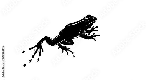 Black Frog Jumping with Water Droplets.