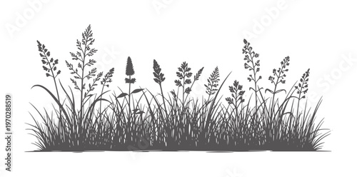Tall wild grasses silhouette in monochrome black