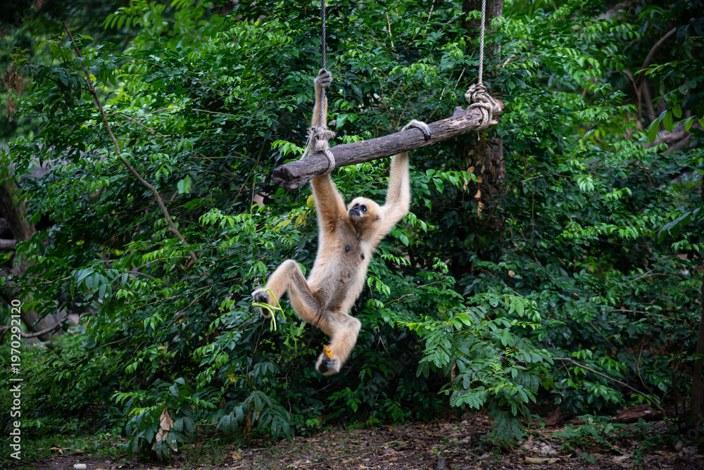 Naklejka premium Playful gibbon monkey ape primate jungle forest wild swinging rope branch swinging gibbon monkey green forest canopy showing playful wildlife behavior lush jungle habitat outdoor nature scene