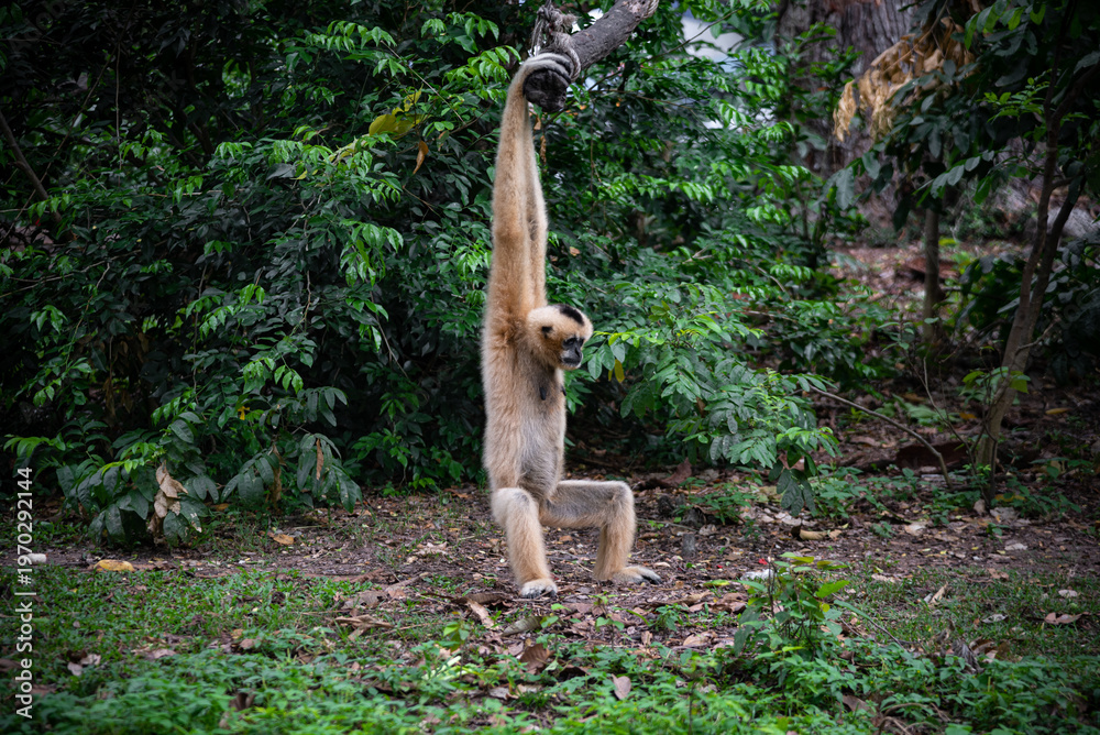 Obraz premium Young gibbon wild monkey hanging arm tropical forest green foliage jungle habitat wildlife nature primate animal long limb playful pose Young gibbon wild monkey hanging arm tropical forest with