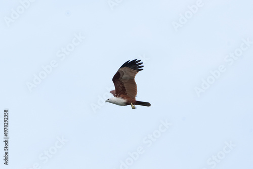 Soaring hawk bird flight ra...