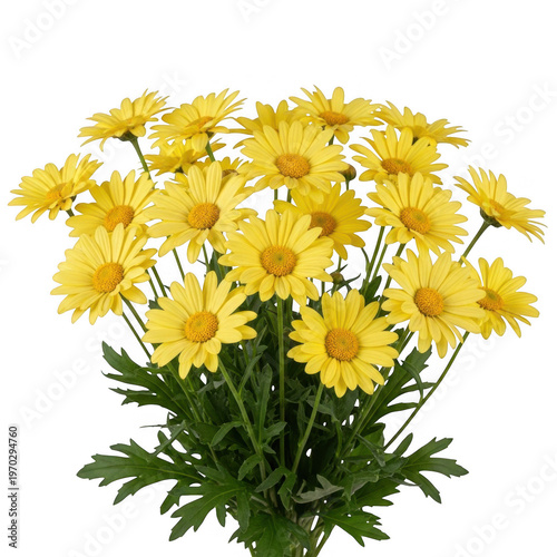 Vibrant yellow daisies in full bloom isolated on transparent background