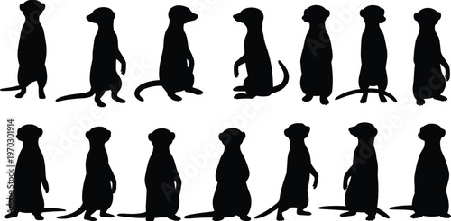 Collection of fourteen black meerkat silhouettes in various standing and sitting scout poses isolated on white background for wildlife nature safari and educational designs.