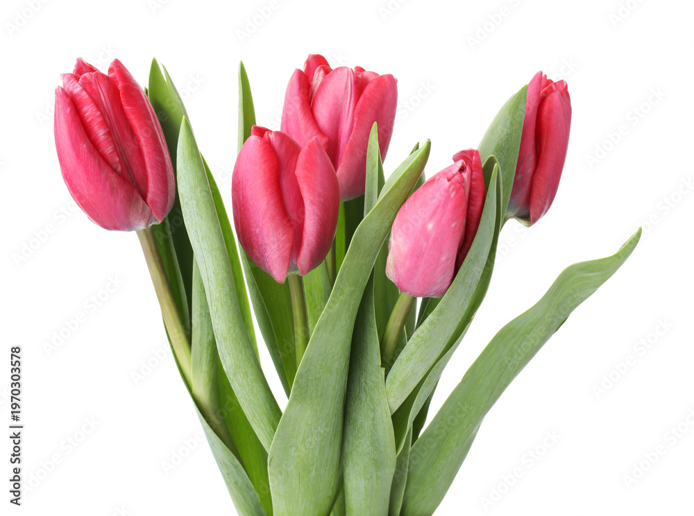 Obraz premium Bouquet of pink tulips isolated on white
