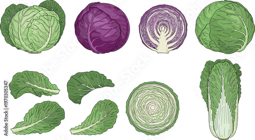 Hand drawn cabbage collection vector illustration featuring green and purple varieties, whole heads, leaves, and sliced organic vegetables set