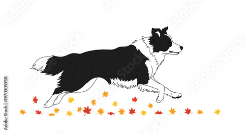 A black and white Border Collie is running dynamically through scattered red and orange autumn leaves on a white background.