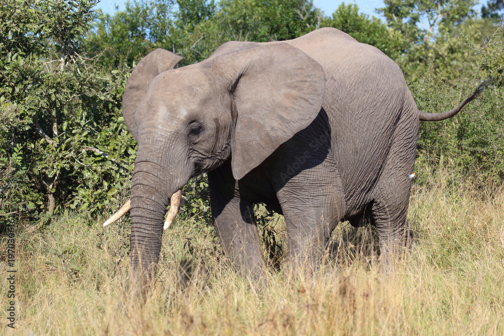 Fototapeta premium Afrikanischer Elefant / African elephant / Loxodonta africana