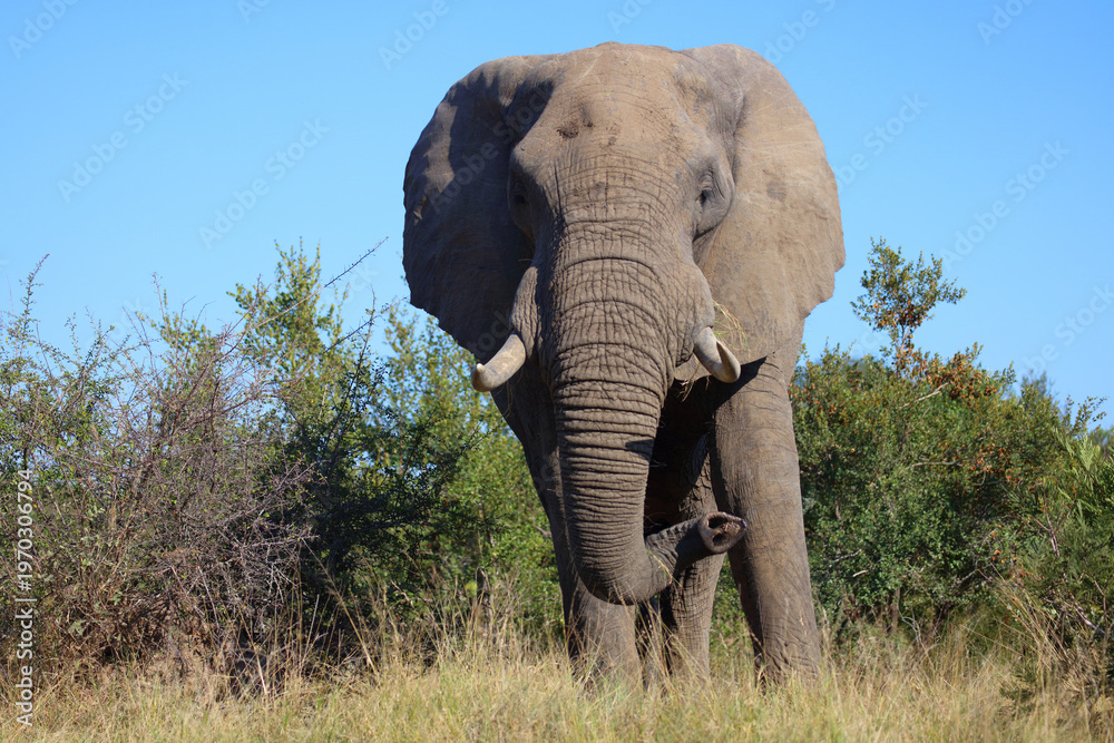 Obraz premium Afrikanischer Elefant / African elephant / Loxodonta africana