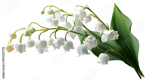 Lily of the valley flowers, delicate floral design element isolated on white background