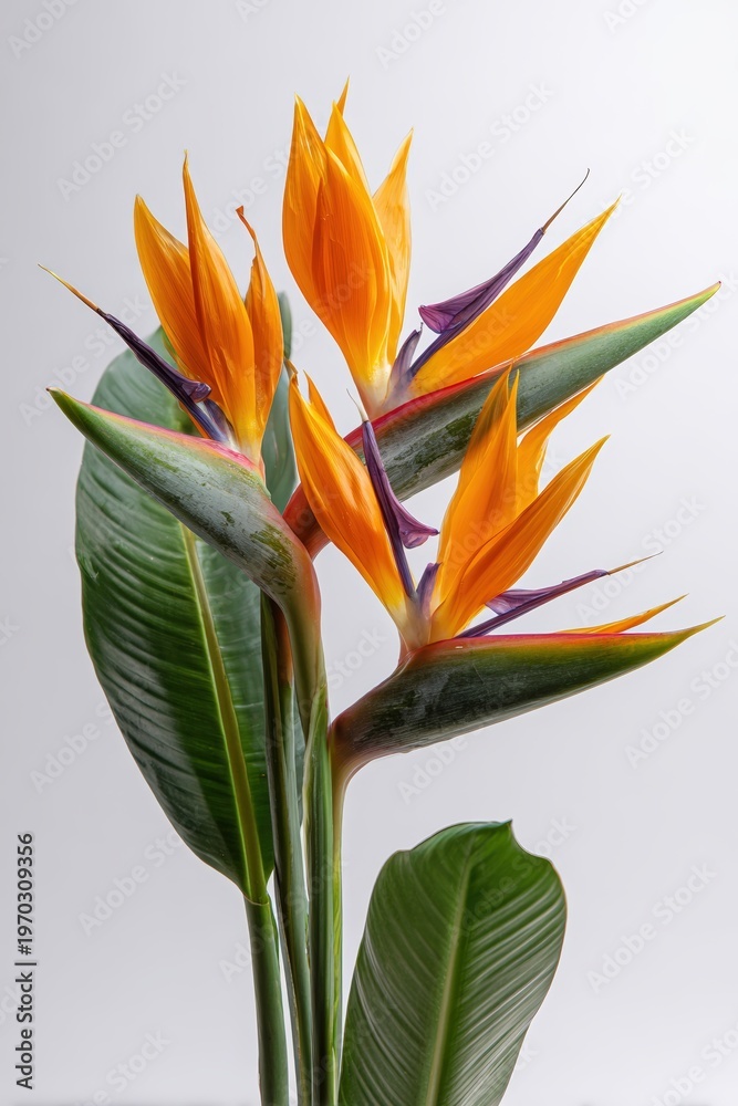 Obraz premium Bird of Paradise Flower Isolated on White Background, Exotic Tropical Bloom with Vibrant Orange Purple Petals