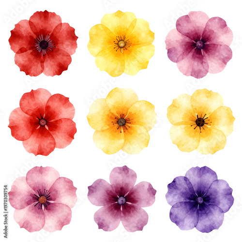 Minimalist Watercolor Flower Collection isolated on white background
