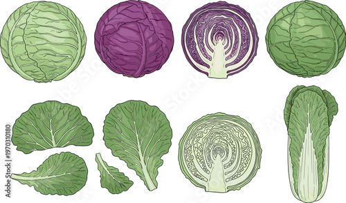 Detailed cabbage varieties vector illustration set with green and purple heads, sliced sections, and leafy vegetable elements isolated on white background