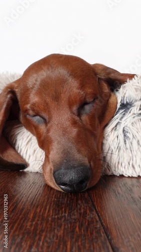 Close-up vertical video of a brown dachshund puppy sleeping peacefully on a fluffy bed on a wooden floor, cozy and calm indoor scene