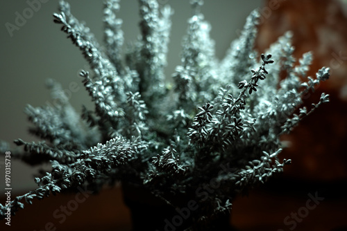  In the foreground, branches of a coastal rosemary plant, painted in a bluish silver with small shimmering highlights, against a very blurred background 