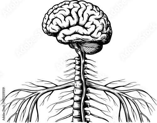 Detailed anatomical of human brain and spinal cord with branching nerves a white background