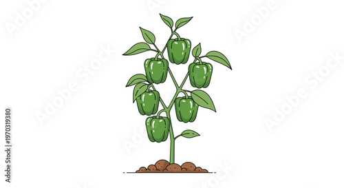 A green bell pepper plant with six peppers and many leaves grows from a brown soil mound against a white background.