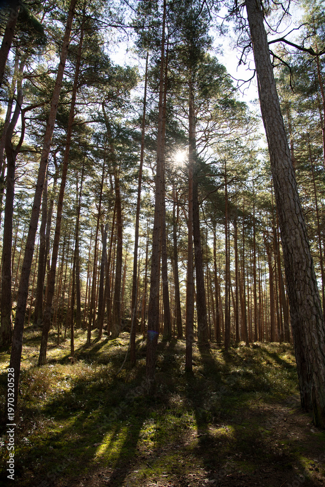 Fototapeta premium forest in autumn