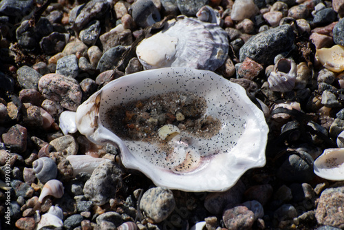 seashell on the beach