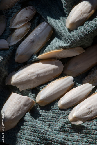 close up of a pile of Cuttlebone 