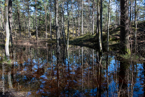 reflection of trees in water