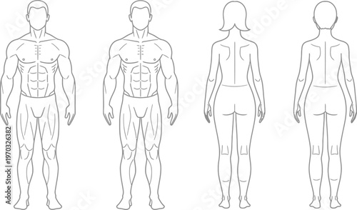 Male and female anatomical diagrams present balanced human body outlines for medical.