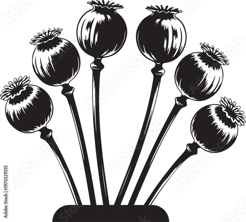 Hand Drawn Poppy Seed Pods - Botanical Illustration