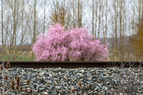 magnolia tree in bloom