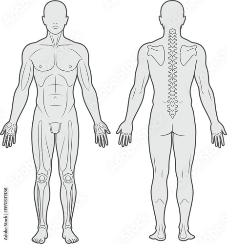 Anatomical illustrations showcase the human skeletal and muscular systems from anterior.