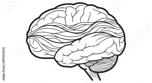Human brain, black and white illustration, line art, anatomy, medical vector