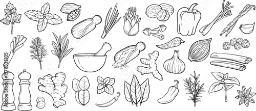 Hand drawn herbs and spices doodles set. Vector illustration.