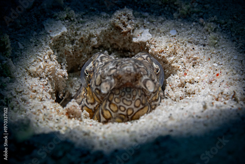 Napoleon snake eel - Ophichthus bonaparti - Napoleon Schlangenaal 