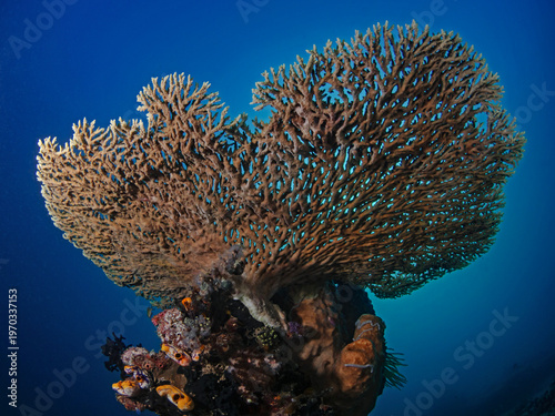 Staghorn coral photographed from below