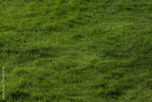 Lush Green Grass Lawn Background Texture With Fresh Turf for Gardening and Outdoor Design
